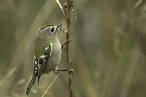 Regulus Regulus Species Drucke: Goldcrest, Regulus regulus