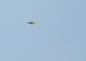 Goldcrest Bird Drucke: Goldcrest, Regulus regulus