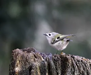 Dutch Nature Photography Drucke: Goldcrest, Regulus regulus