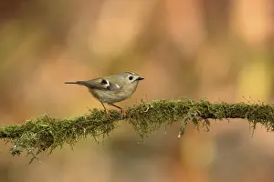 Goldcrest Bird Drucke: Goldcrest, Regulus regulus