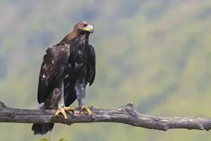 Aquila Chrysaetos Species Drucke: Golden Eagle