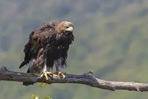 European Raptor Birds Drucke: Golden Eagle