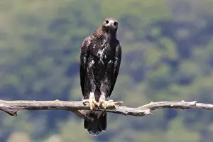Aquila Chrysaetos Drucke: Golden Eagle