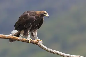 Golden Eagle Drucke: Golden Eagle
