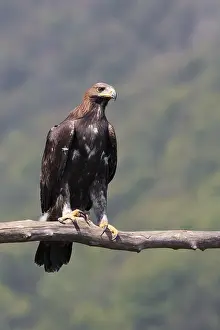 Aquila Chrysaetos Drucke: Golden Eagle