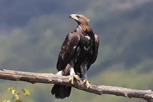 Golden Eagle Drucke: Golden Eagle