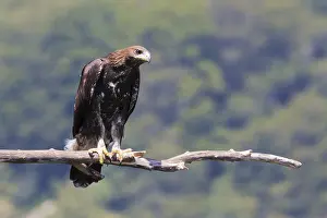 Aquila Chrysaetos Species Drucke: Golden Eagle