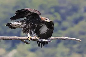 Accipitridae Family Eagles Drucke: Golden Eagle