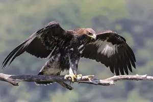 Aquila Chrysaetos Species Drucke: Golden Eagle