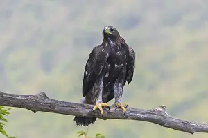 Raptor Bird Species Drucke: Golden Eagle