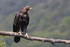 Raptor Bird Species Drucke: Golden Eagle