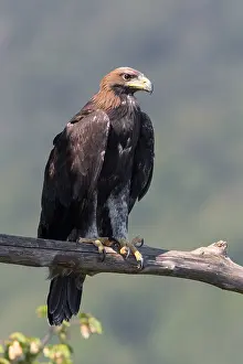 Aquila Chrysaetos Images Drucke: Golden Eagle