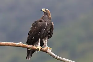 Accipitridae Family Eagles Drucke: Golden Eagle