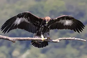 Raptor Bird Species Drucke: Golden Eagle