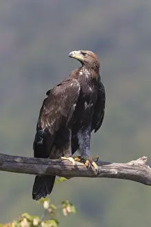 Aquila Chrysaetos Species Drucke: Golden Eagle