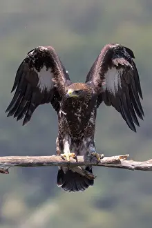 Golden Eagle Drucke: Golden Eagle