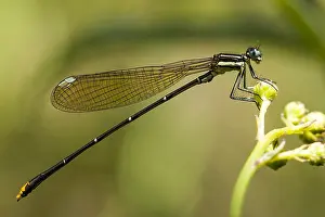 Goldschwanz, Allocnemis leucosticta