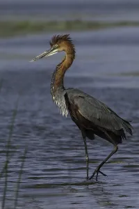 Gerahmter Druck : Goliath-Schreiadler, Ardea goliath Gerahmter Druck : Goliath-Schreiadler, Ardea goliath