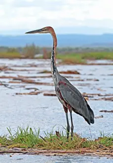 Gerahmter Druck : Goliath-Schreiadler, Ardea goliath Gerahmter Druck : Goliath-Schreiadler, Ardea goliath