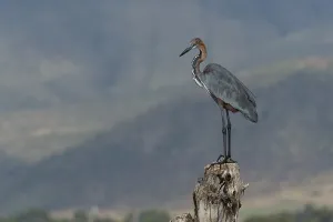 Africa National Parks Drucke: A Goliath heron, Ardea goliath
