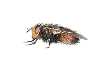 White Background Insect Photography Drucke: Gonia divisa