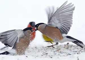 Goudvink, Eurasischer Bullfinch, Pyrrhula pyrrhula.