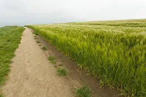 Verdunendes Sandweg mit Weizenfeld