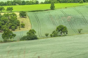 Summer European Landscapes Drucke: Graanakkers, Corn fields
