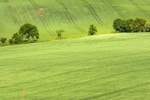 Summer Landscape Germany Drucke: Graanakkers, Corn fields