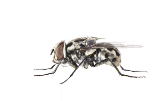 White Background Insect Photos Drucke: Graphomya maculata