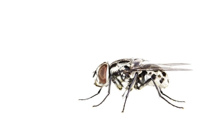 White Background Macro Photography Drucke: Graphomya maculata