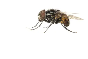 Garden Wildlife Photography Drucke: Graphomya maculata