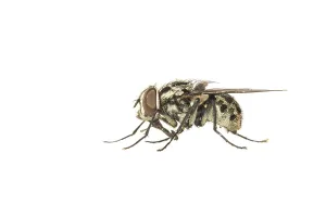 Graphomya maculata