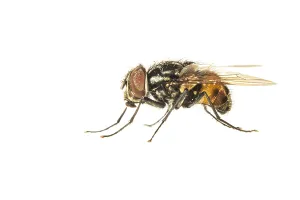 White Background Insect Images Drucke: Graphomya maculata