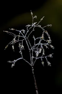 Dew Drops On Grass Drucke: Grass with dew drops