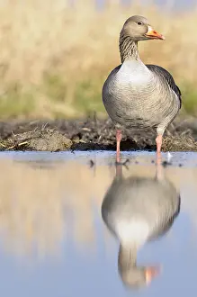 Anser Anser Images Drucke: Grauwe gans Edam 2012