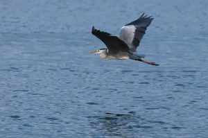 Ein Graureiher, Ardea cinerea, in Flug über dem Chobee-Fluss.