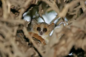 Gray mouse lemur, Microcebus murinus