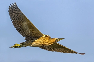 Blue Sky Nature Scenes Drucke: Great Bittern, Botaurus stellaris