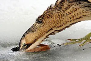 Botaurus Stellaris Habitat Drucke: Great Bittern, Botaurus stellaris