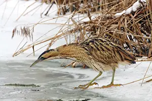 Botaurus Stellaris Drucke: Great Bittern, Botaurus stellaris