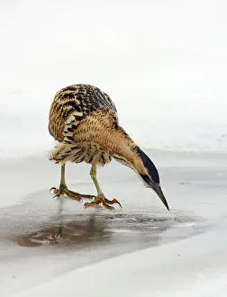 Botaurus Stellaris Drucke: Great Bittern, Botaurus stellaris