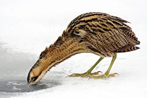 Botaurus Stellaris Habitat Drucke: Great Bittern, Botaurus stellaris