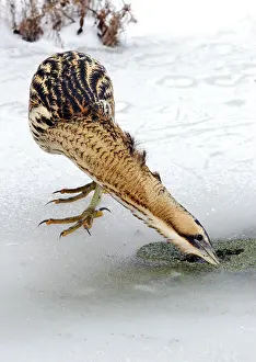 Botaurus Stellaris Habitat Drucke: Great Bittern, Botaurus stellaris