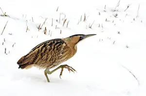 European Wild Animal Drucke: Great Bittern, Botaurus stellaris
