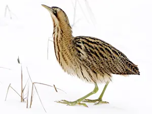 Botaurus Stellaris Habitat Drucke: Great Bittern, Botaurus stellaris