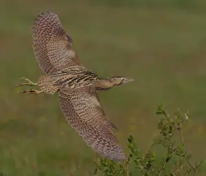 Botaurus Stellaris Drucke: Great Bittern, Roerdomp, Botaurus stellaris