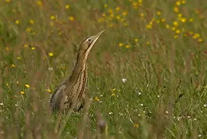 Great Bittern Drucke: Great Bittern, Roerdomp, Botaurus stellaris