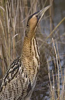 Great Bittern Bird Drucke: Great Bittern, Roerdomp, Botaurus stellaris