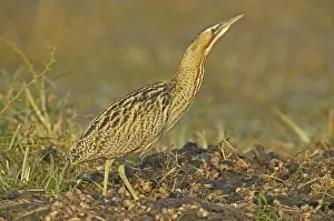 Botaurus Stellaris Drucke: Great Bittern, Roerdomp, Botaurus stellaris